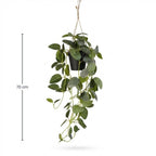 Fittonia – hangplant in pot – 70 cm – Kunstplant