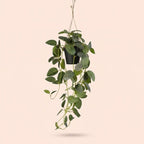 Fittonia – hangplant in pot – 70 cm – Kunstplant