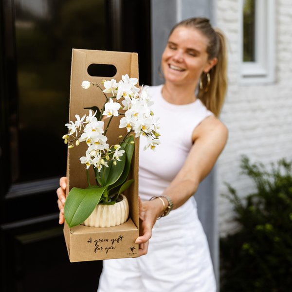 Kolibri Orchids | Oranje Bolzano orchidee cadeauset – incl. giftbox, orchidee & sierpot – Ø9cm