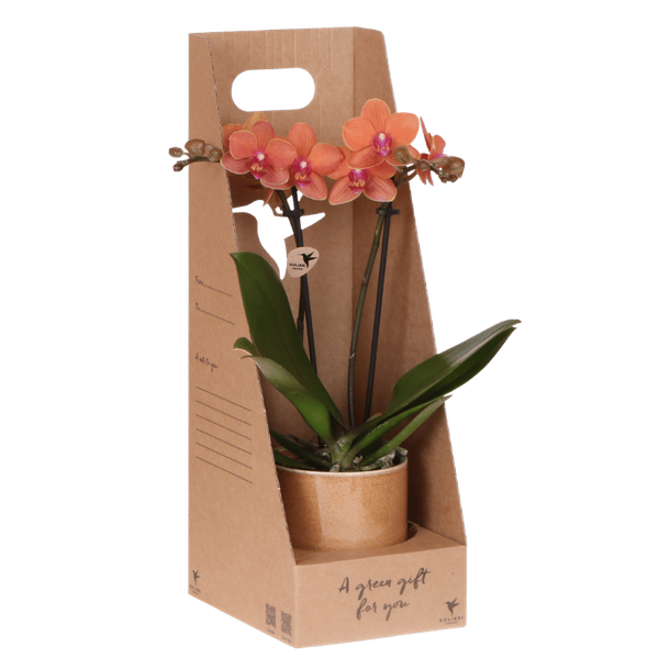 Kolibri Orchids | Oranje Bolzano orchidee cadeauset – incl. giftbox, orchidee & sierpot – Ø9cm