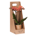 Kolibri Orchids | Oranje Bolzano orchidee cadeauset – incl. giftbox, orchidee & sierpot – Ø9cm