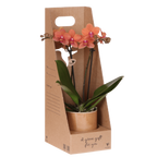 Kolibri Orchids | Oranje Bolzano orchidee cadeauset – incl. giftbox, orchidee & sierpot – Ø9cm