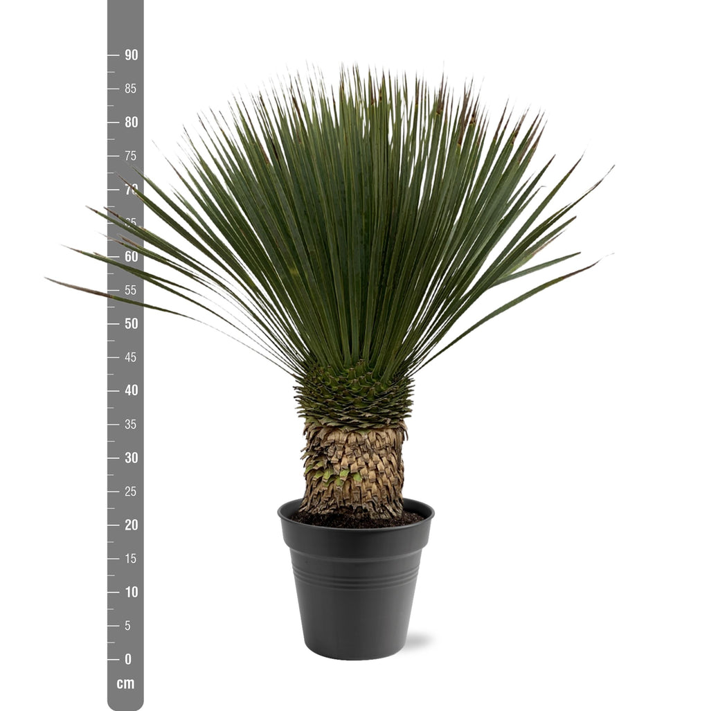 Yucca Rostrata – 80 – 100cm- Ø38