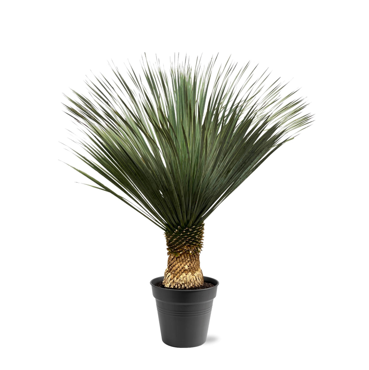 Yucca Rostrata – 140 – 160 cm – Ø50