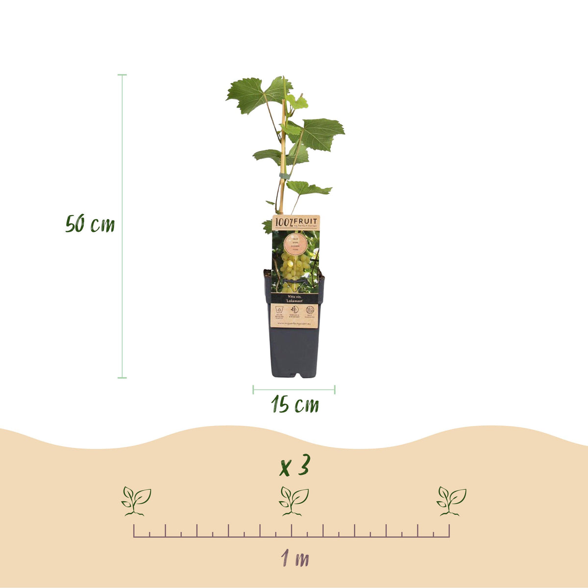 Fruitplant – Vitis vinifera Lakemont – Druivenplant – Winterhard – Goudgele Druif – 2 Planten – Pot 15cm – Hoogte 50cm