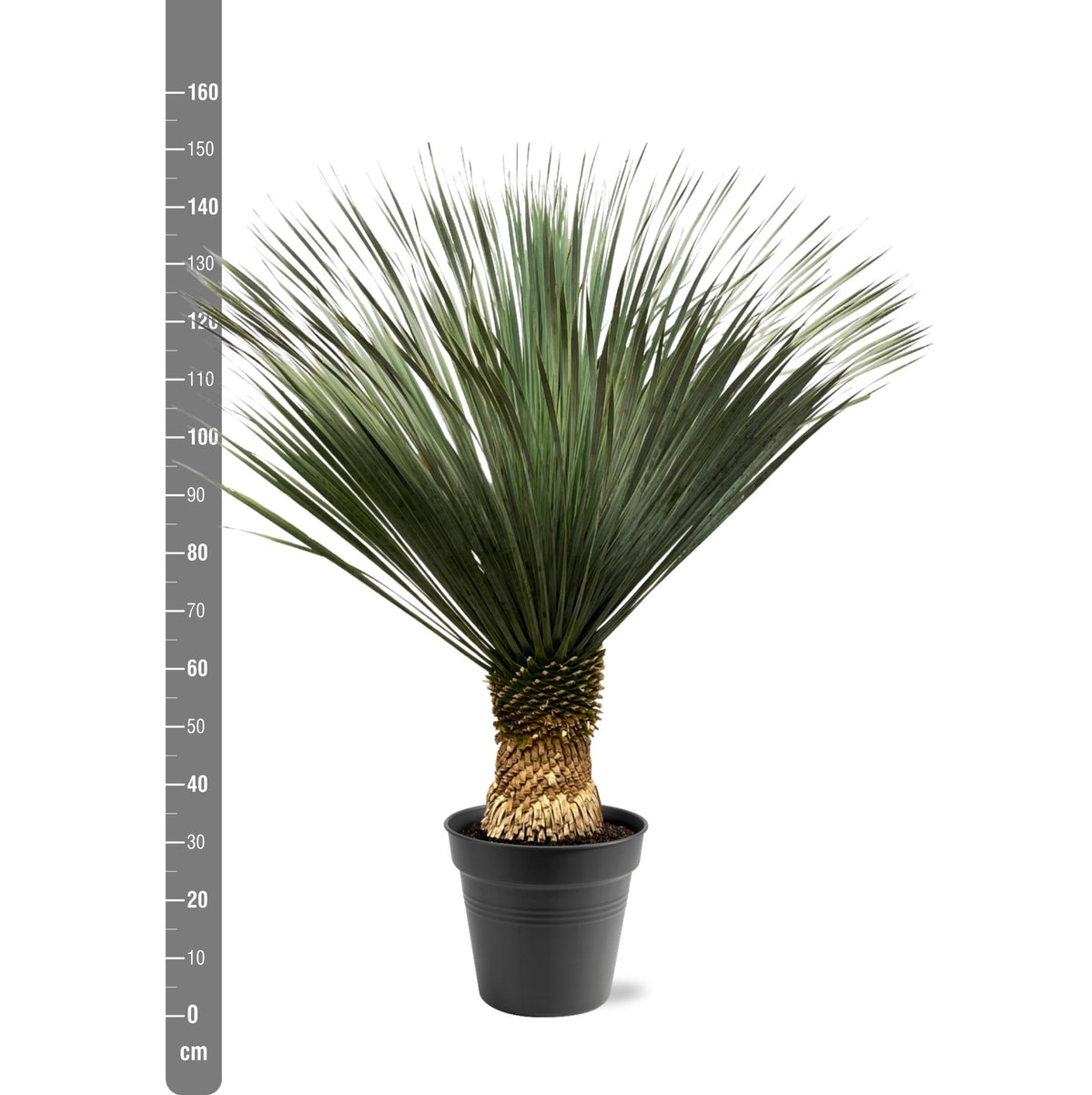Yucca Rostrata – 140 – 160 cm – Ø50
