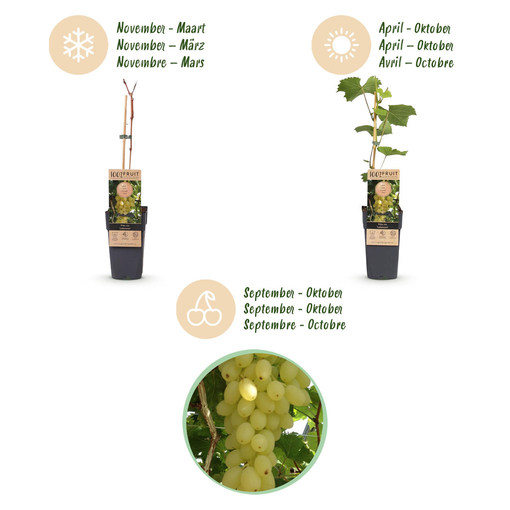 Fruitplant – Vitis vinifera Lakemont – Druivenplant – Winterhard – Goudgele Druif – 2 Planten – Pot 15cm – Hoogte 50cm