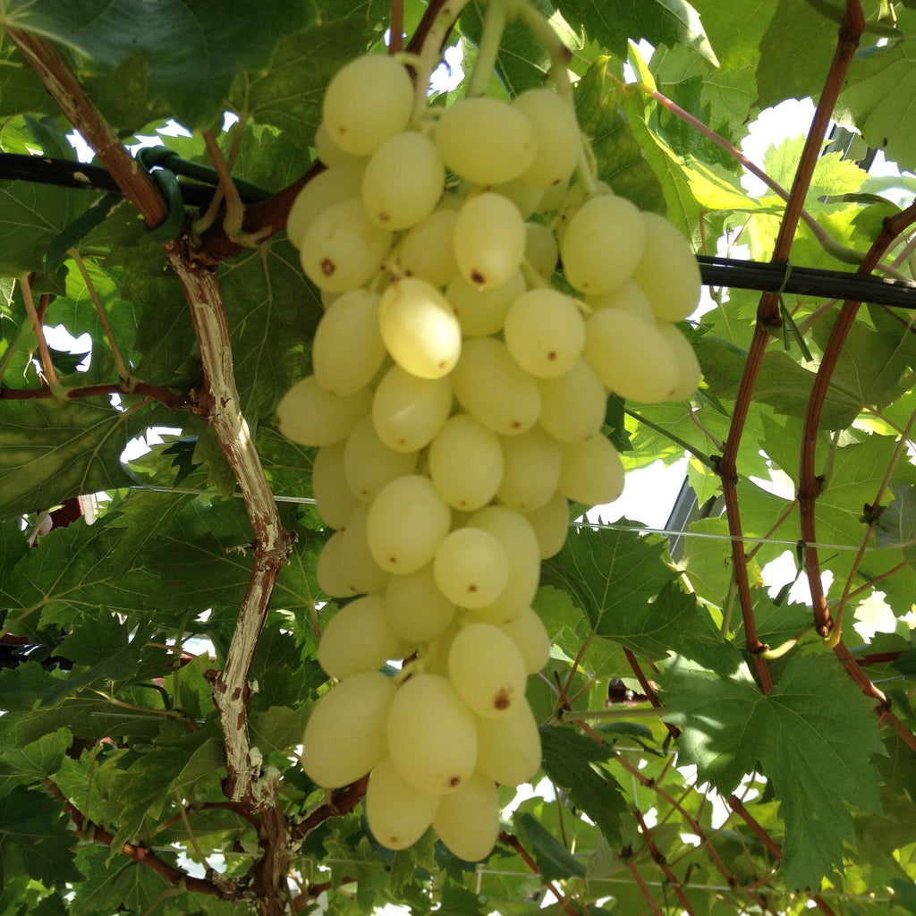 Fruitplant – Vitis vinifera Lakemont – Druivenplant – Winterhard – Goudgele Druif – 2 Planten – Pot 15cm – Hoogte 50cm