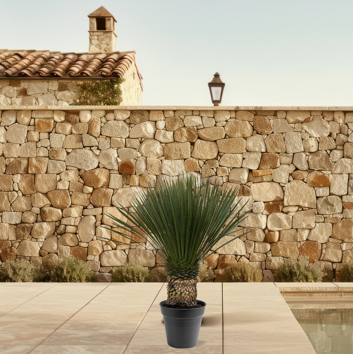 Yucca Rostrata – 140 – 160 cm – Ø50
