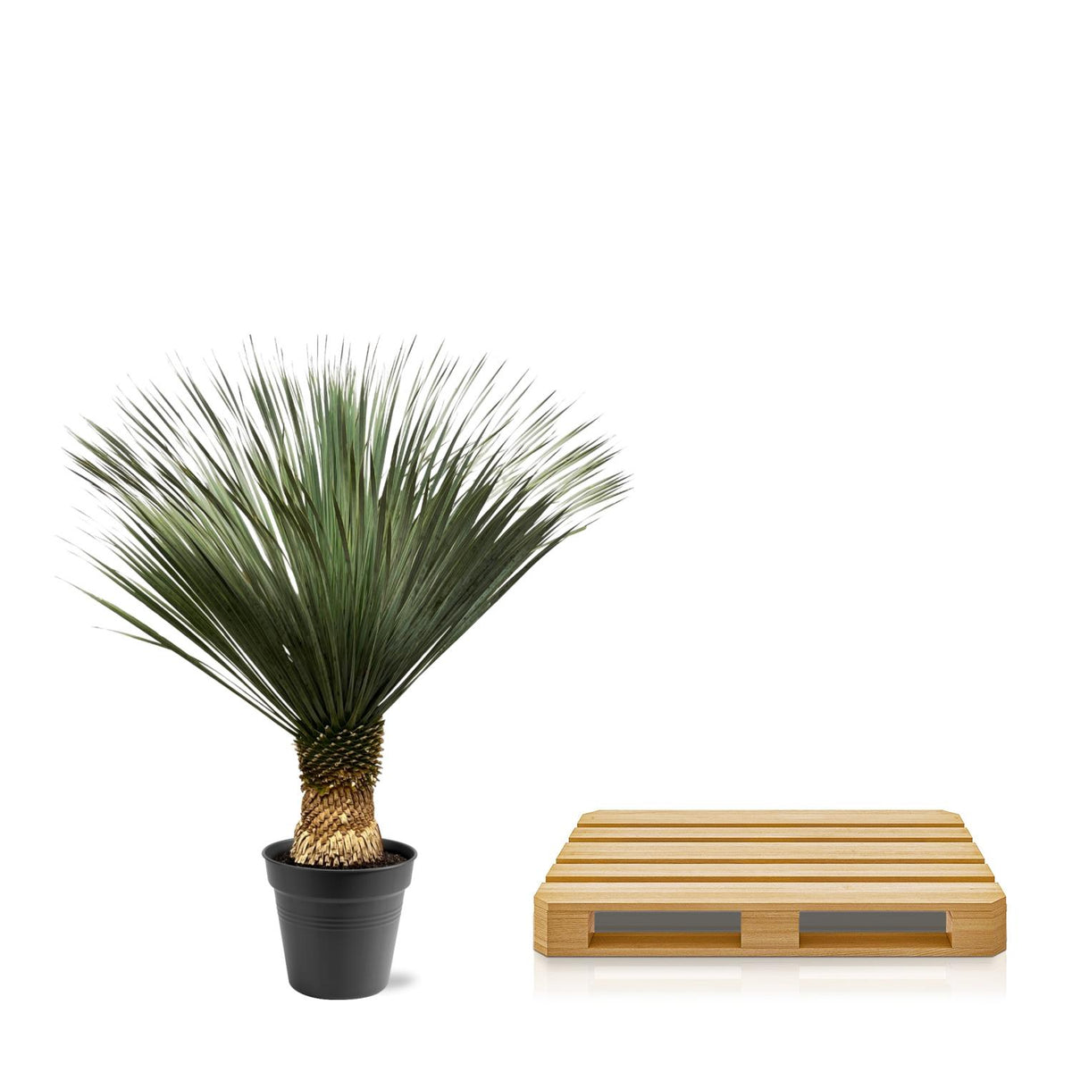 Yucca Rostrata – 140 – 160 cm – Ø50