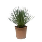 Yucca Rostrata – 50 cm – ø24cm