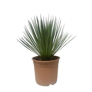 Yucca Rostrata – 50 cm – ø24cm