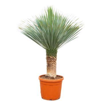 Yucca Rostrata – 150 – 170cm – Ø55