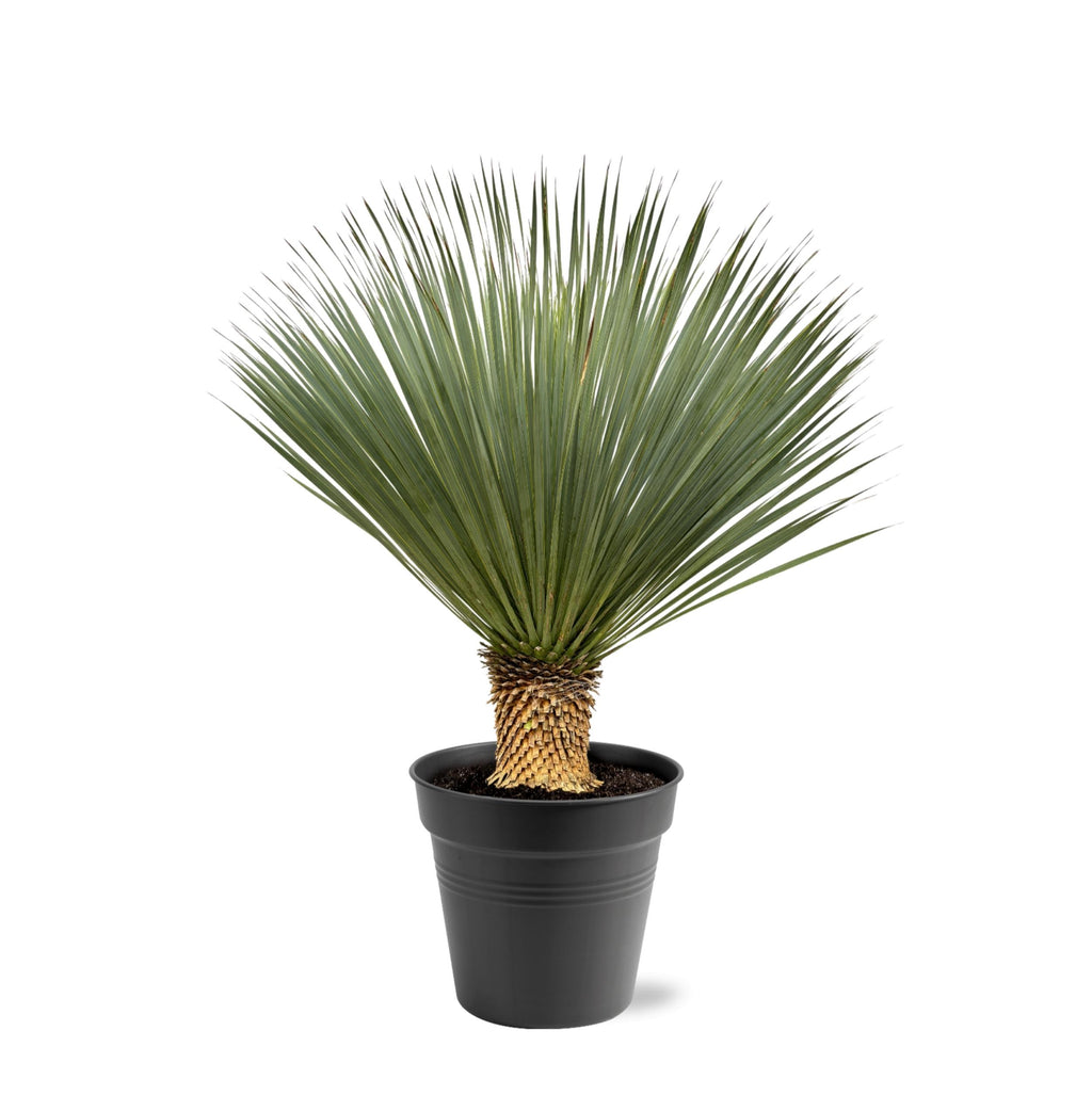 Yucca Rostrata – 100 – 120 cm – Ø40