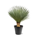 Yucca Rostrata – 100 – 120 cm – Ø40