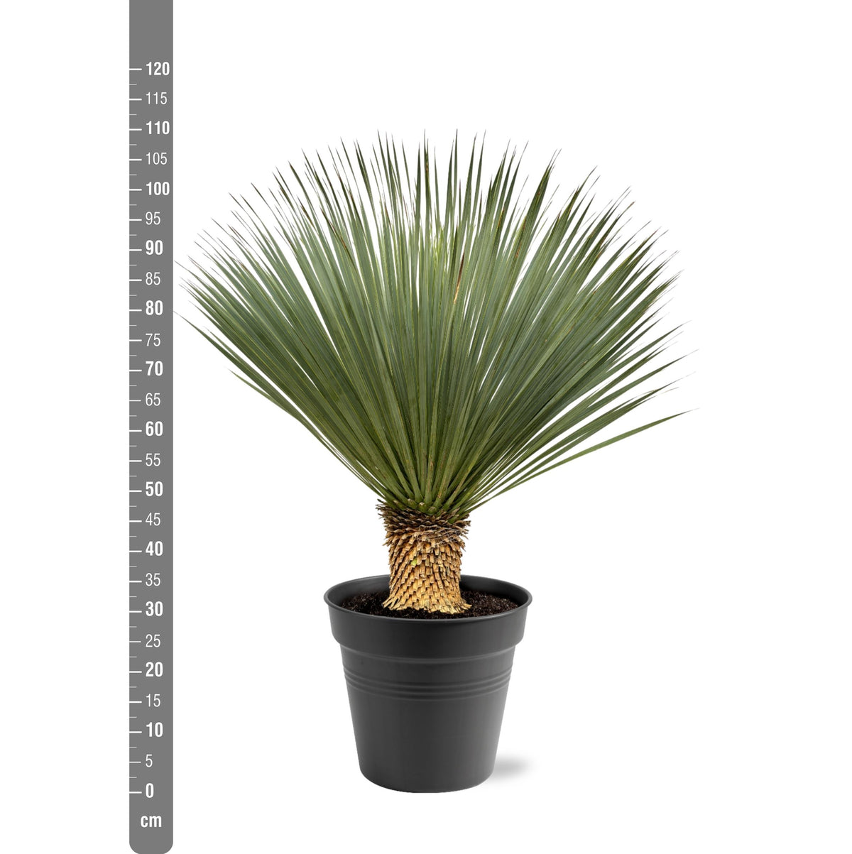Yucca Rostrata – 100 – 120 cm – Ø40