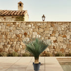 Yucca Rostrata – 100 – 120 cm – Ø40