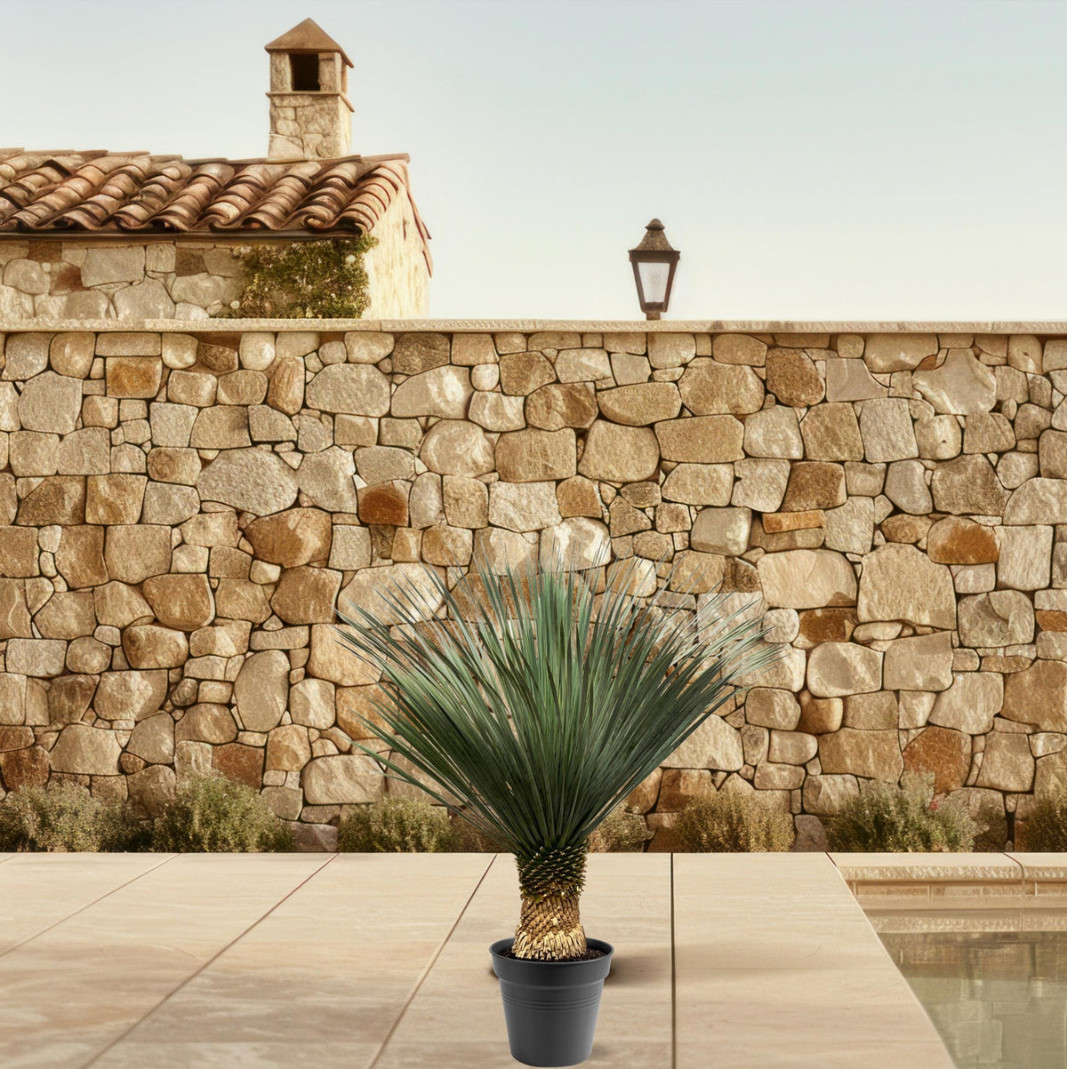 Yucca Rostrata – 100 – 120 cm – Ø40