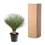 Yucca Rostrata – 100 – 120 cm – Ø40