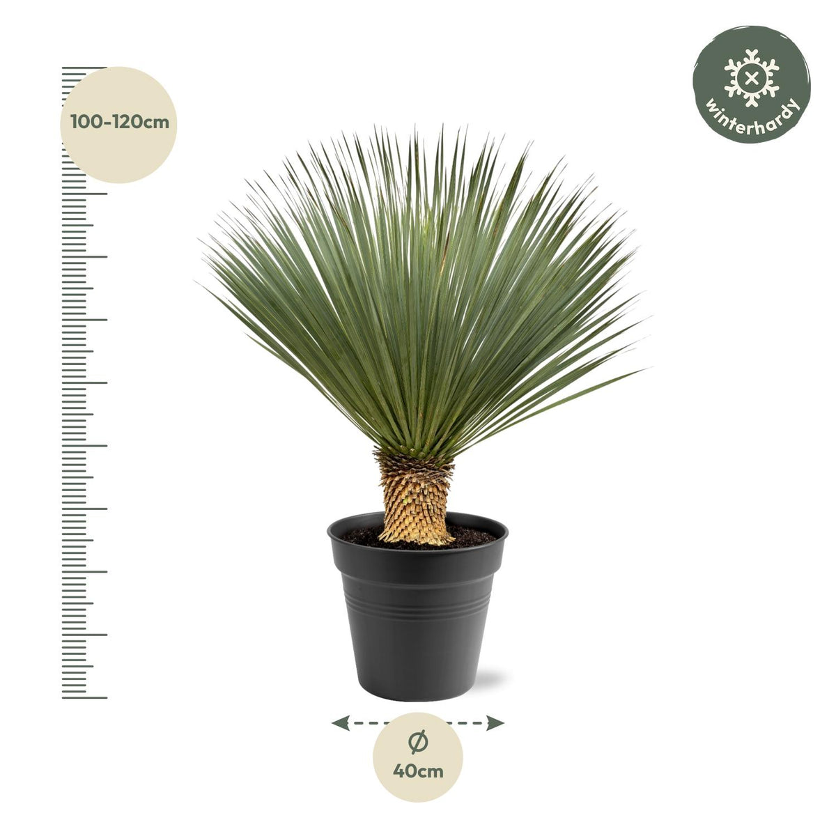 Yucca Rostrata – 100 – 120 cm – Ø40