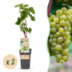 Fruitplant – Vitis vinifera Bianca – Druivenplant – Geent – Witte Druif – 2 Planten – Pot 15cm – Hoogte 50cm
