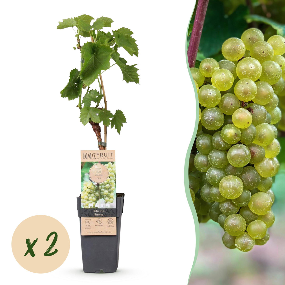 Fruitplant – Vitis vinifera Bianca – Druivenplant – Geent – Witte Druif – 2 Planten – Pot 15cm – Hoogte 50cm