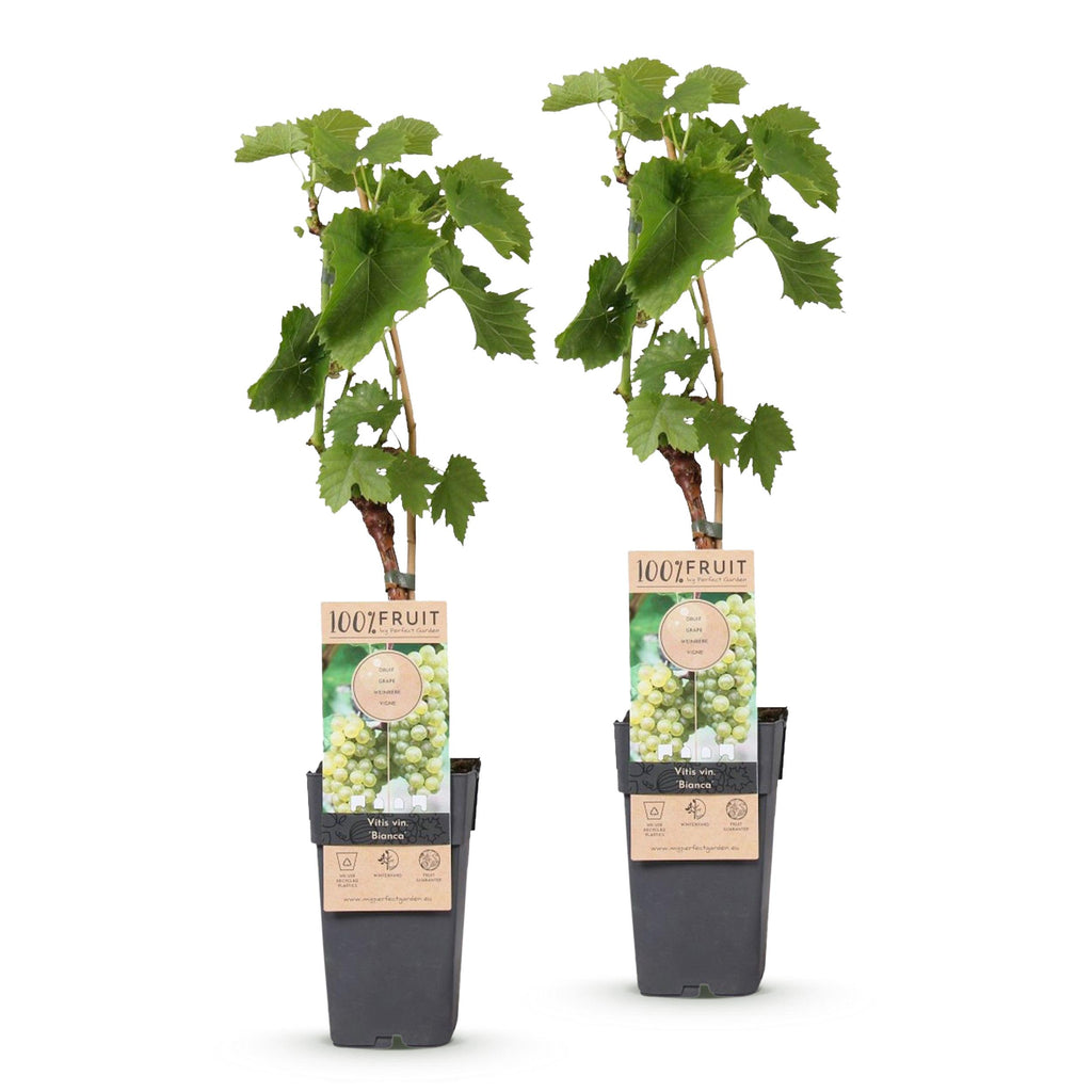 Fruitplant – Vitis vinifera Bianca – Druivenplant – Geent – Witte Druif – 2 Planten – Pot 15cm – Hoogte 50cm