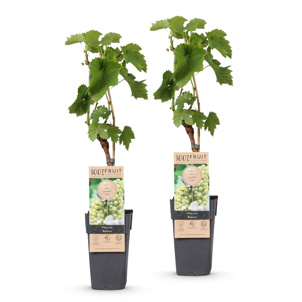 Fruitplant – Vitis vinifera Bianca – Druivenplant – Geent – Witte Druif – 2 Planten – Pot 15cm – Hoogte 50cm