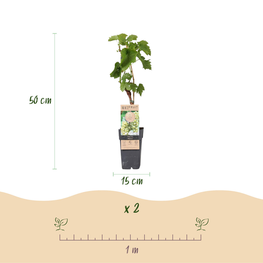 Fruitplant – Vitis vinifera Bianca – Druivenplant – Geent – Witte Druif – 2 Planten – Pot 15cm – Hoogte 50cm