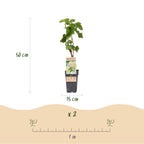 Fruitplant – Vitis vinifera Bianca – Druivenplant – Geent – Witte Druif – 2 Planten – Pot 15cm – Hoogte 50cm