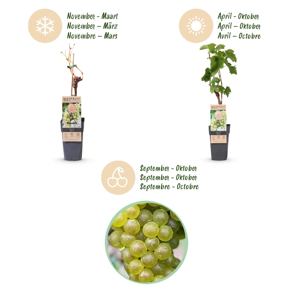 Fruitplant – Vitis vinifera Bianca – Druivenplant – Geent – Witte Druif – 2 Planten – Pot 15cm – Hoogte 50cm
