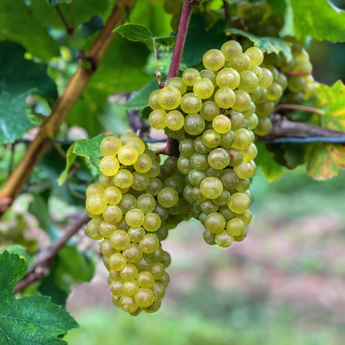 Fruitplant – Vitis vinifera Bianca – Druivenplant – Geent – Witte Druif – 2 Planten – Pot 15cm – Hoogte 50cm