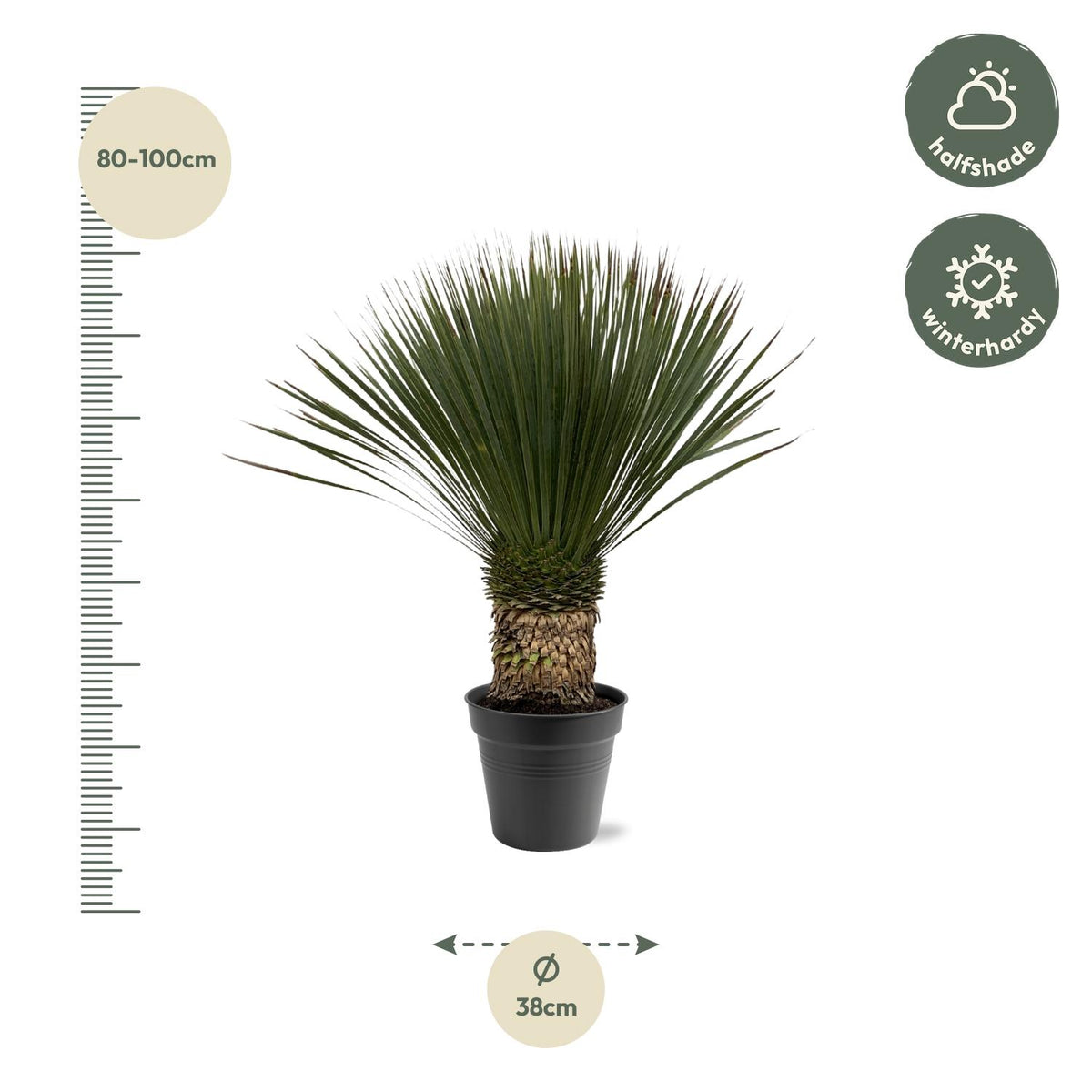 Yucca Rostrata – 80 – 100cm- Ø38