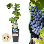 Fruitplant – Vitis vinifera Regent – Druivenplant – Geent – Blauwe Druif – 2 Planten – Pot 15cm – Hoogte 50cm