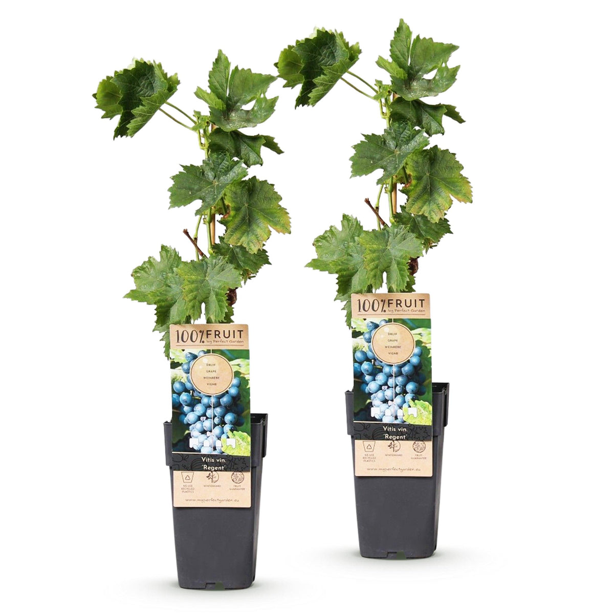 Fruitplant – Vitis vinifera Regent – Druivenplant – Geent – Blauwe Druif – 2 Planten – Pot 15cm – Hoogte 50cm