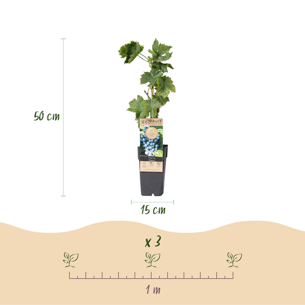 Fruitplant – Vitis vinifera Regent – Druivenplant – Geent – Blauwe Druif – 2 Planten – Pot 15cm – Hoogte 50cm