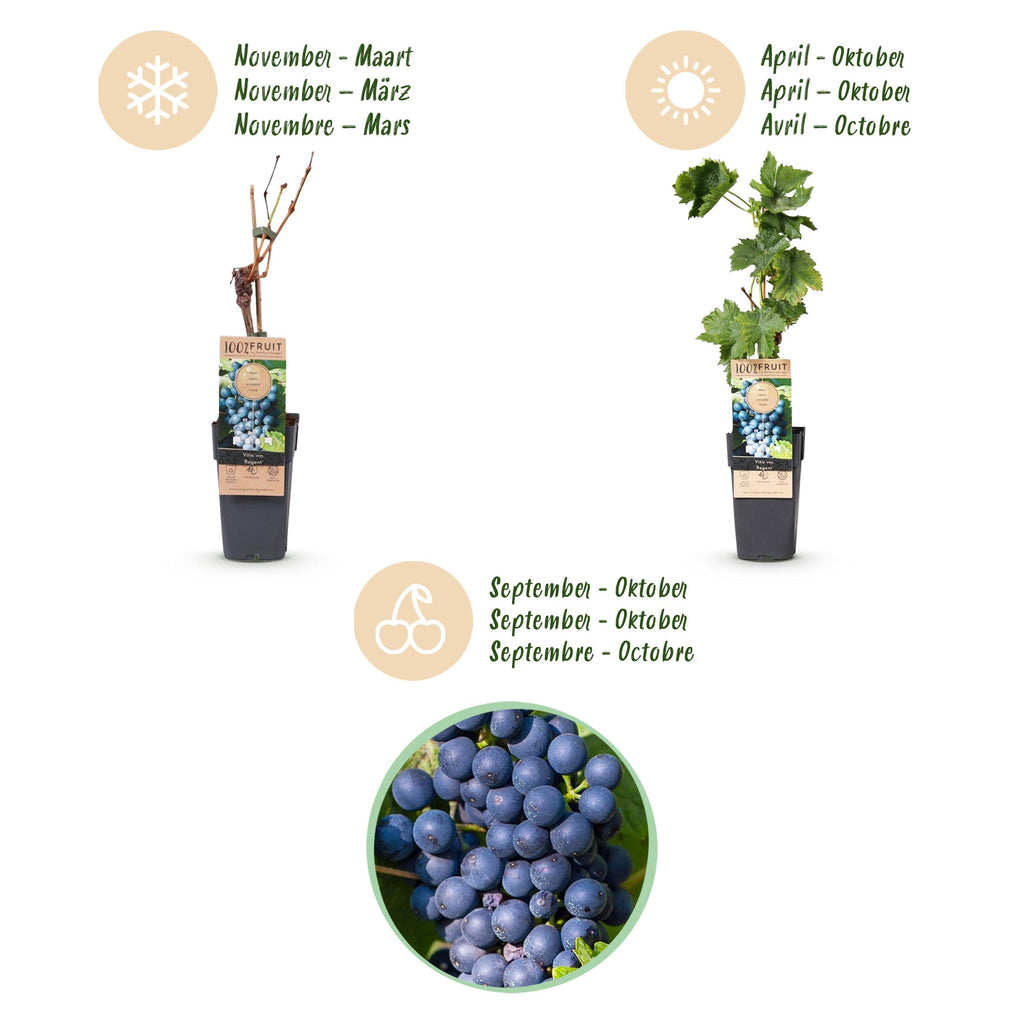 Fruitplant – Vitis vinifera Regent – Druivenplant – Geent – Blauwe Druif – 2 Planten – Pot 15cm – Hoogte 50cm