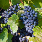 Fruitplant – Vitis vinifera Regent – Druivenplant – Geent – Blauwe Druif – 2 Planten – Pot 15cm – Hoogte 50cm
