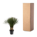 Yucca Rostrata – 80 – 100cm- Ø38