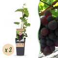 Fruitplant – Vitis vinifera Vanessa – Druivenplant – Pitarm – Blauwe Druif – 2 Planten – Pot 15cm – Hoogte 50cm