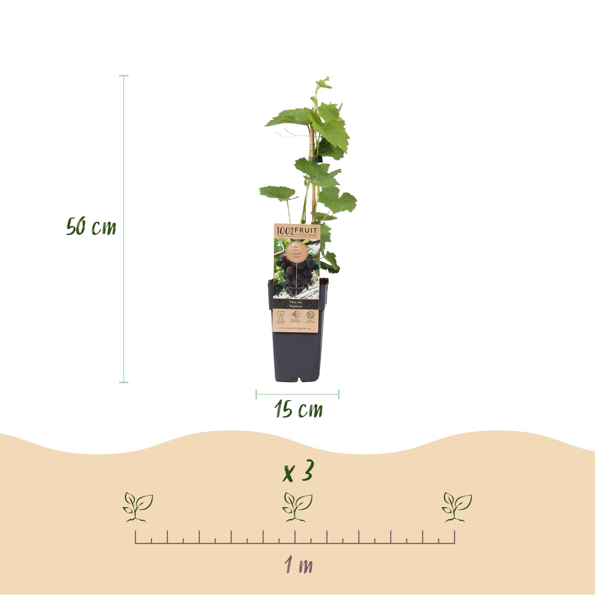 Fruitplant – Vitis vinifera Vanessa – Druivenplant – Pitarm – Blauwe Druif – 2 Planten – Pot 15cm – Hoogte 50cm