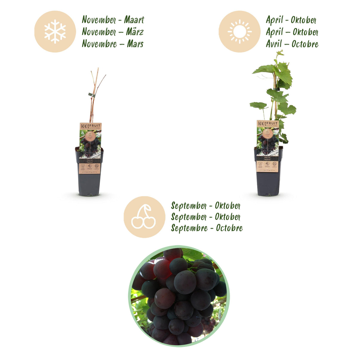Fruitplant – Vitis vinifera Vanessa – Druivenplant – Pitarm – Blauwe Druif – 2 Planten – Pot 15cm – Hoogte 50cm