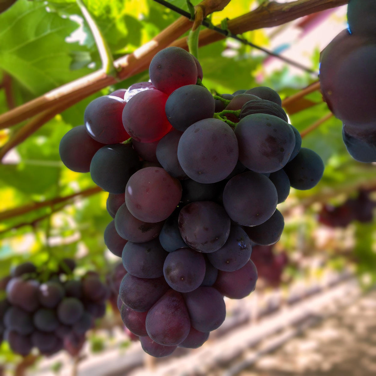 Fruitplant – Vitis vinifera Vanessa – Druivenplant – Pitarm – Blauwe Druif – 2 Planten – Pot 15cm – Hoogte 50cm