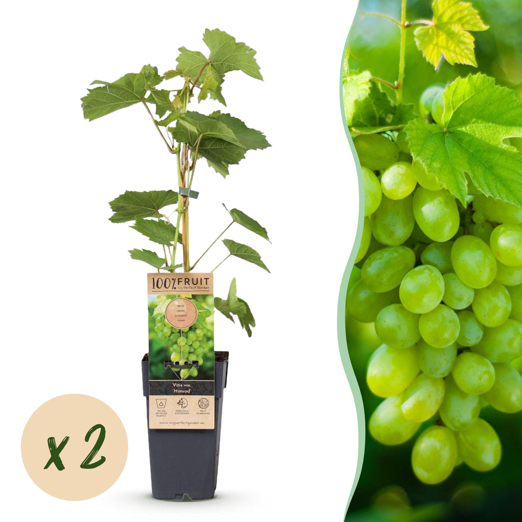 Fruitplant – Vitis vinifera Himrod – Druivenplant – Pitarm – Witte Druif – 2 Planten – Pot 15cm – Hoogte 50cm