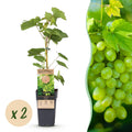 Fruitplant – Vitis vinifera Himrod – Druivenplant – Pitarm – Witte Druif – 2 Planten – Pot 15cm – Hoogte 50cm