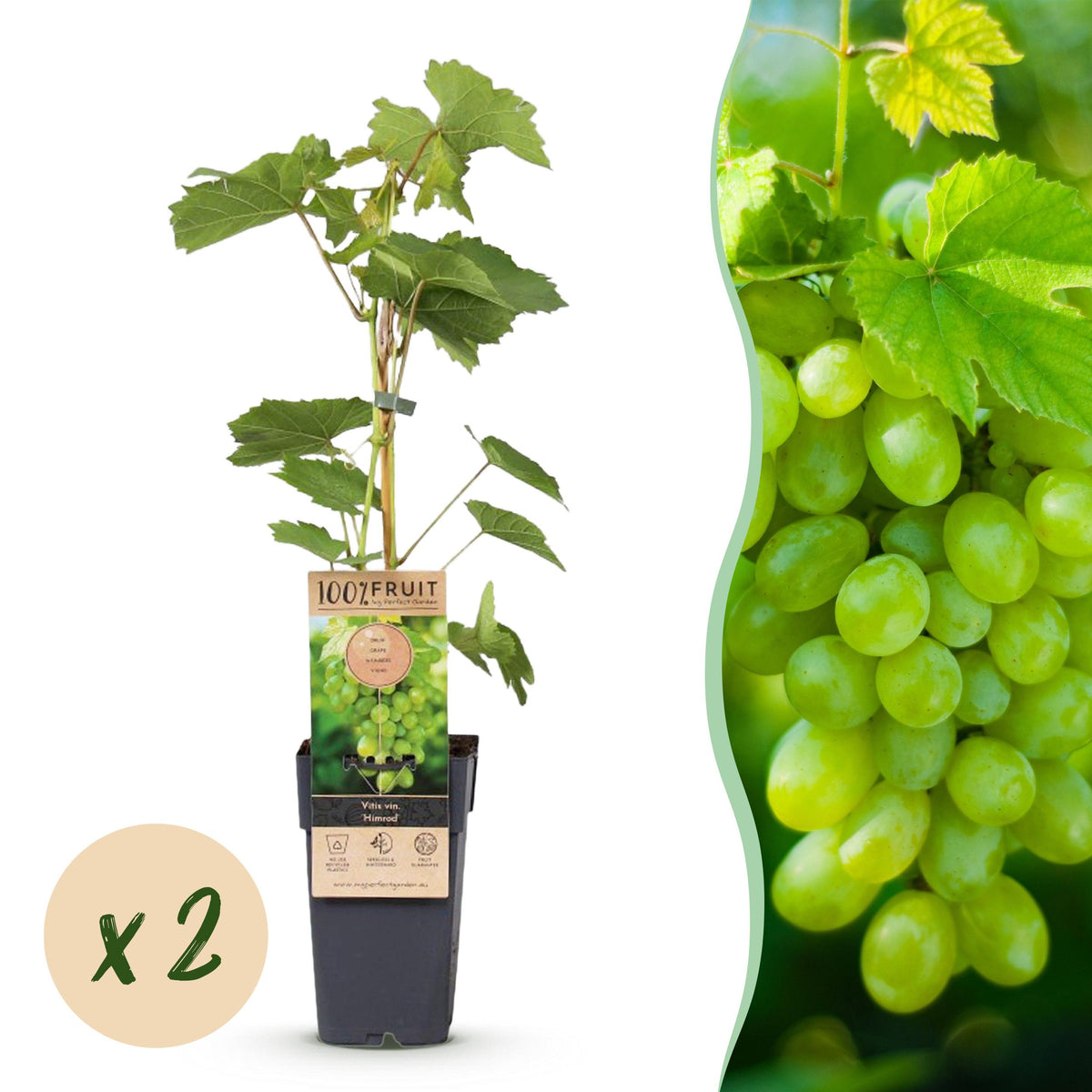 Fruitplant – Vitis vinifera Himrod – Druivenplant – Pitarm – Witte Druif – 2 Planten – Pot 15cm – Hoogte 50cm