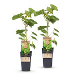 Fruitplant – Vitis vinifera Himrod – Druivenplant – Pitarm – Witte Druif – 2 Planten – Pot 15cm – Hoogte 50cm