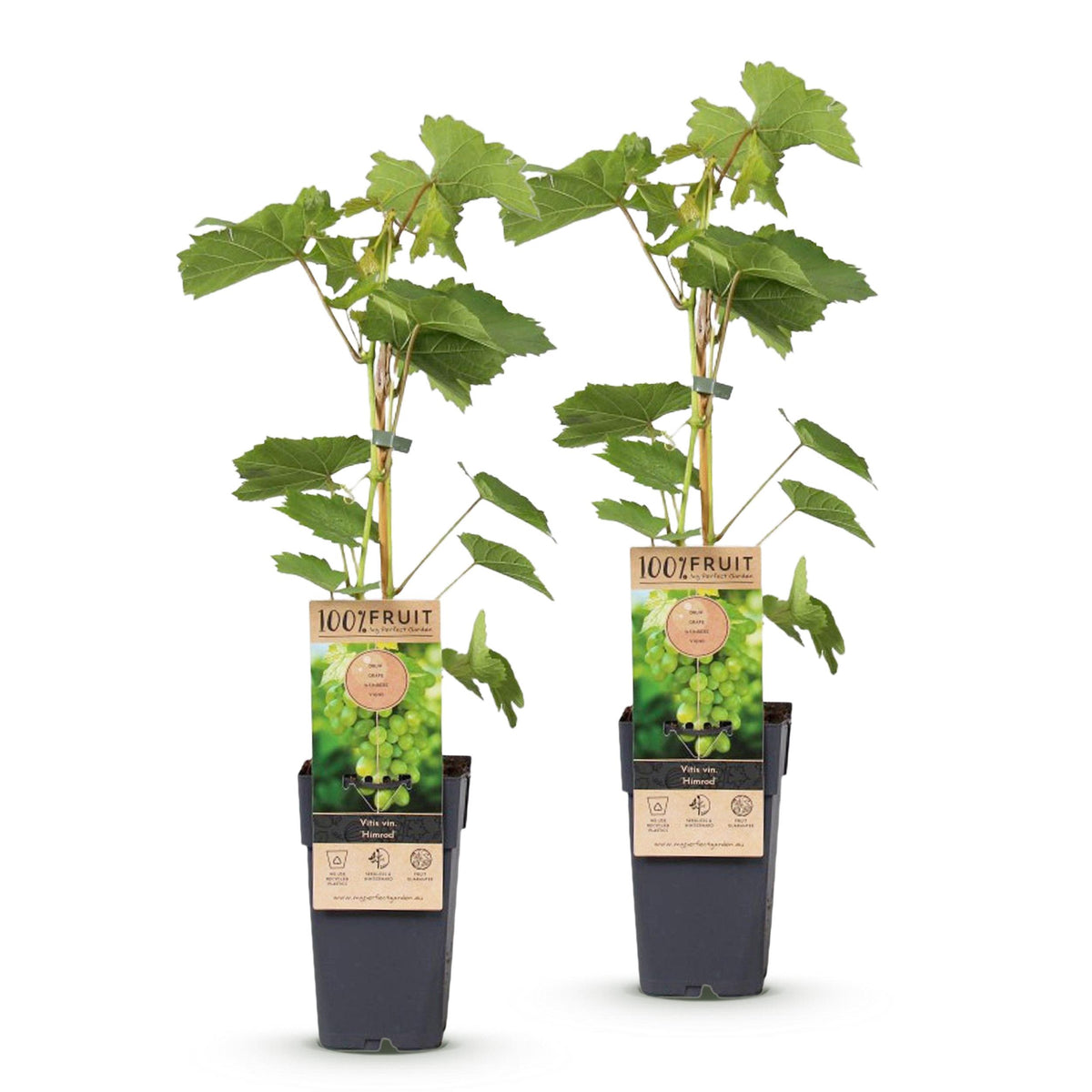 Fruitplant – Vitis vinifera Himrod – Druivenplant – Pitarm – Witte Druif – 2 Planten – Pot 15cm – Hoogte 50cm
