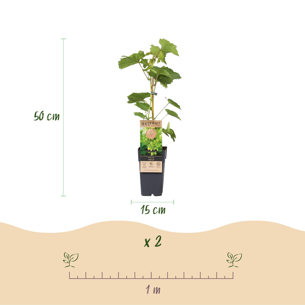 Fruitplant – Vitis vinifera Himrod – Druivenplant – Pitarm – Witte Druif – 2 Planten – Pot 15cm – Hoogte 50cm