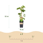 Fruitplant – Vitis vinifera Himrod – Druivenplant – Pitarm – Witte Druif – 2 Planten – Pot 15cm – Hoogte 50cm